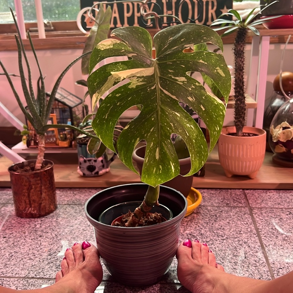 Thai Monstera